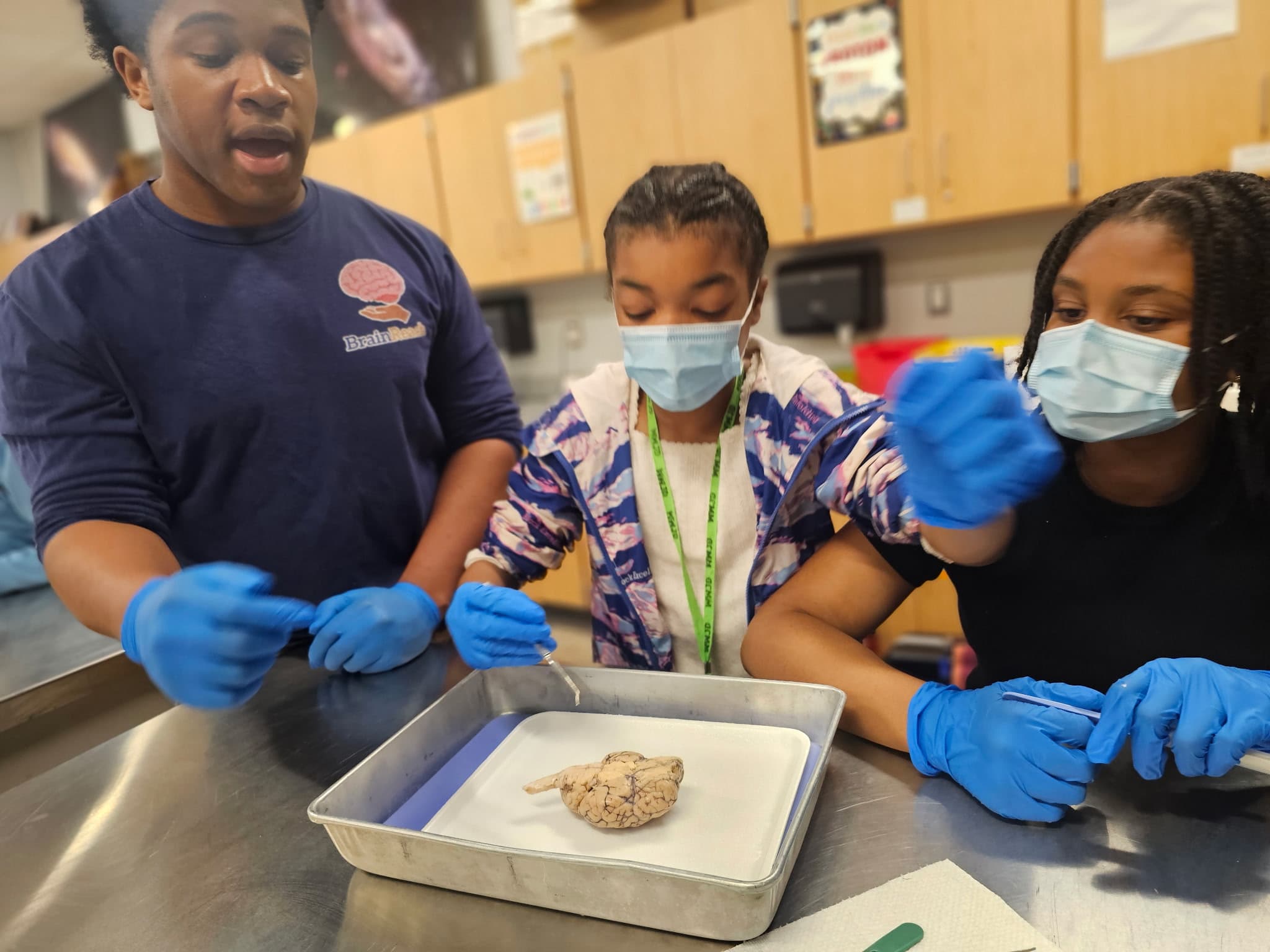 BrainReach students examining a real brain specimen with blue lab gloves